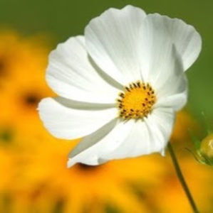 Meet your Posher, Alexa